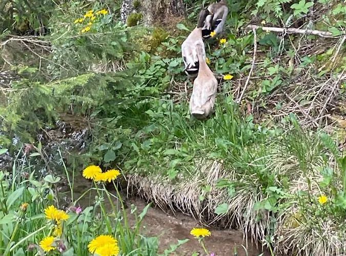 Zottlhof- Dein Urlaubszauber Auf 1.200m *