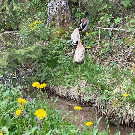 Zottlhof- Dein Urlaubszauber Auf 1.200m *